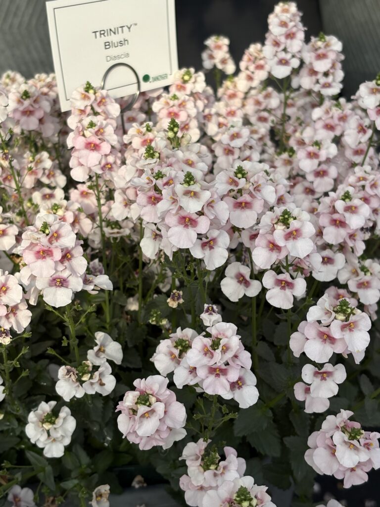 display of flowering plants