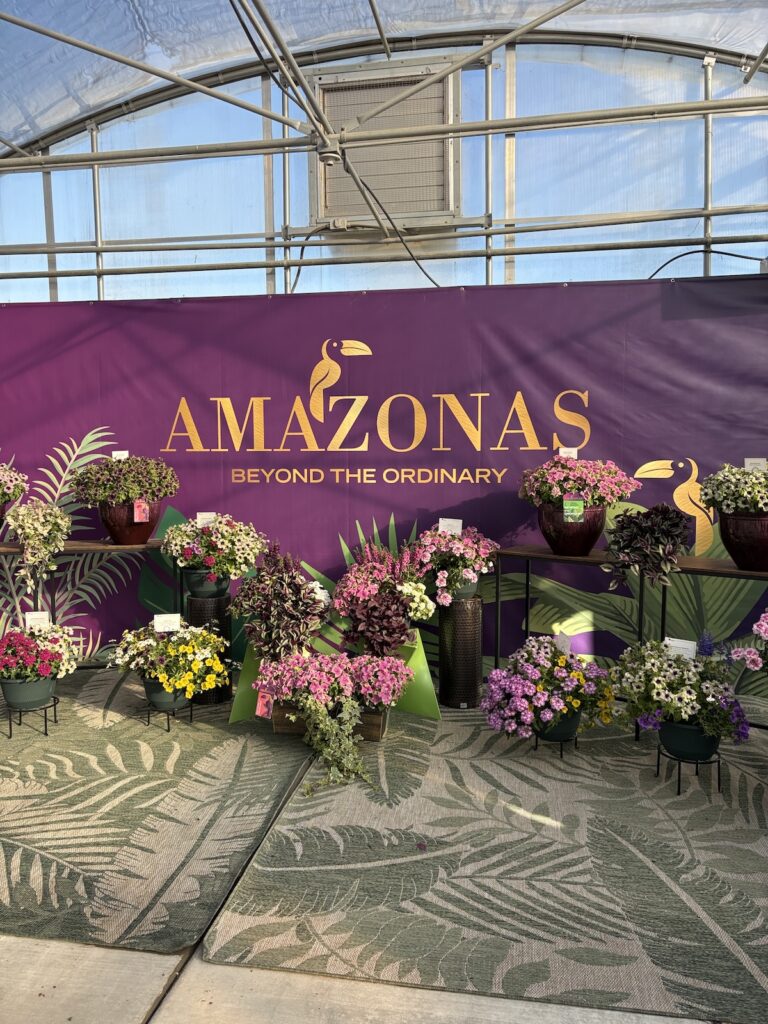 display of flowering plants