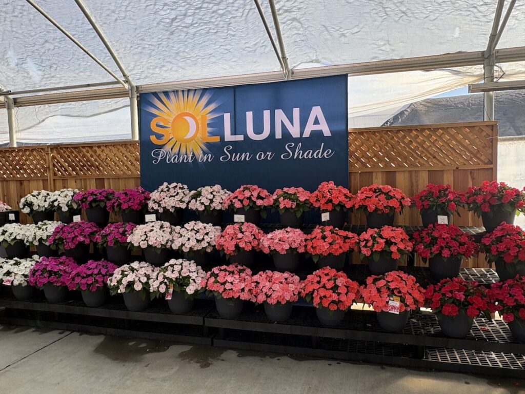 display of flowering plants