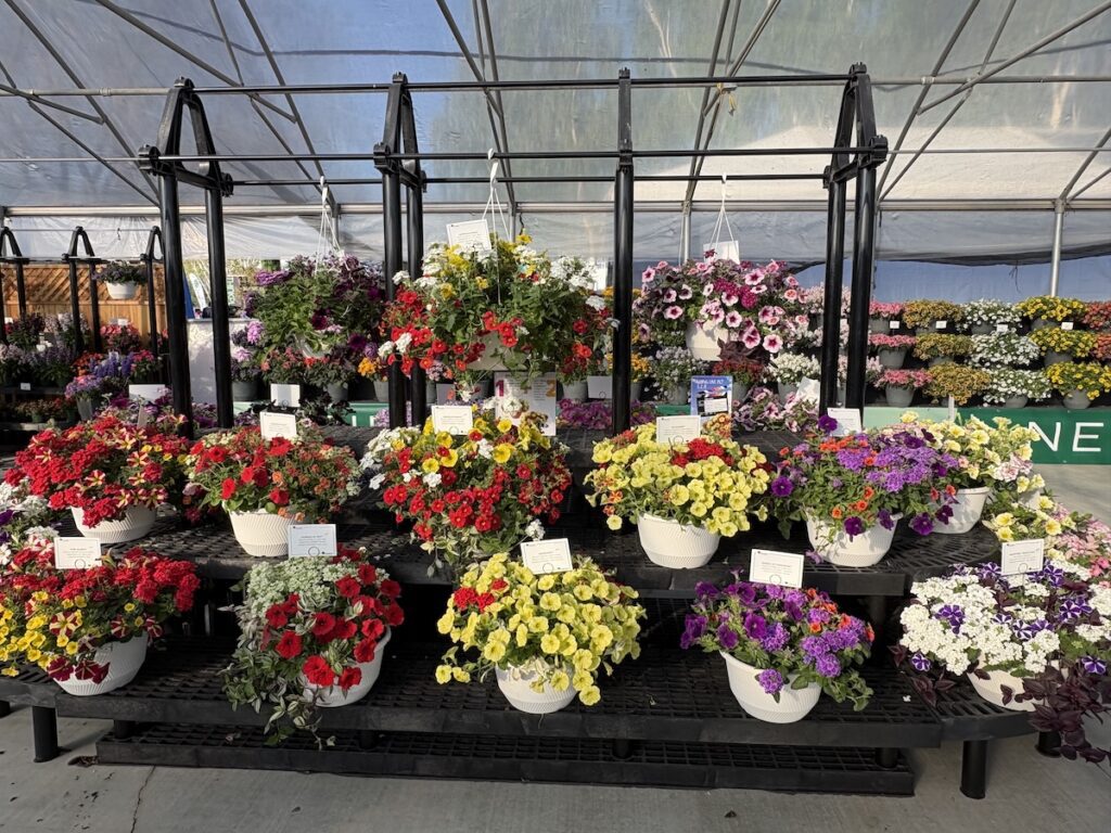 display of flowering plants