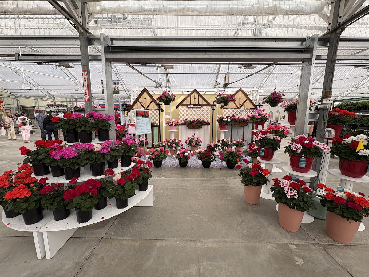 display of potted pelargonium