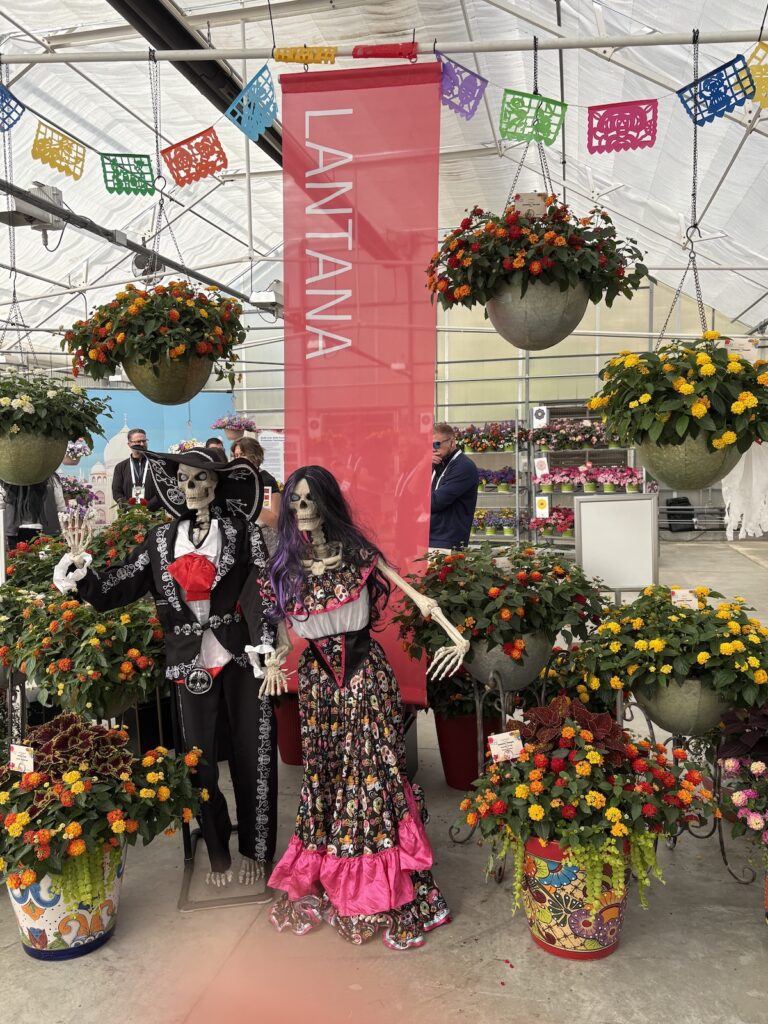 display of potted lantana