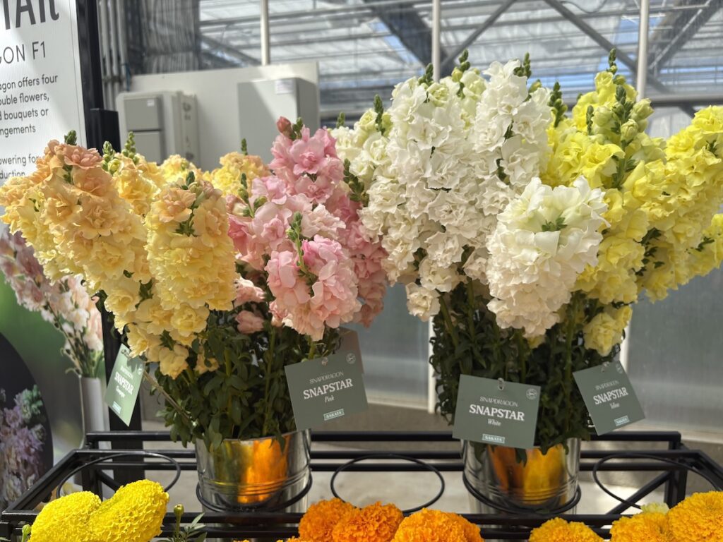 cut flower snapdragons in vases. Flowers are yellow, white and pink. 