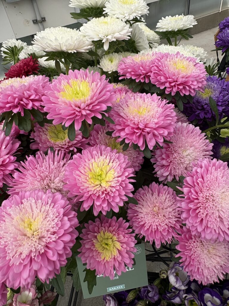 large pink aster blooms with yellow center
