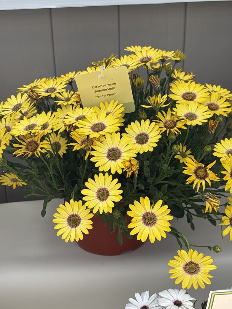 yellow osteospermum