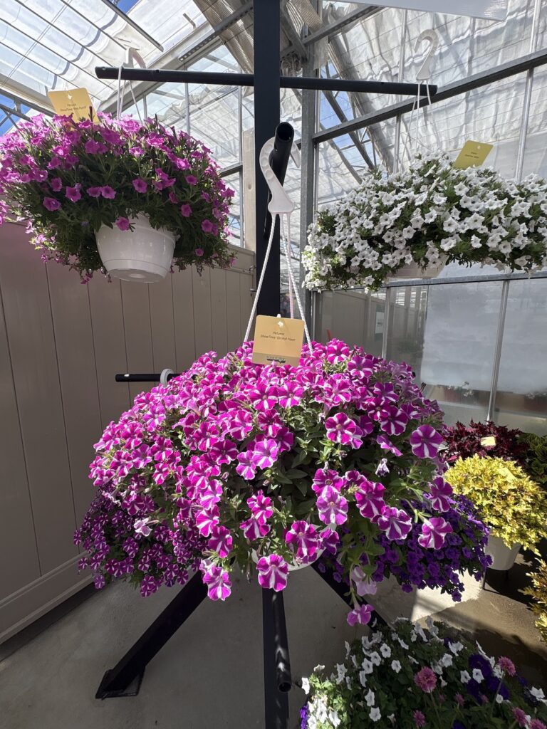a display of hanging petunias in colors of pink, white and purple