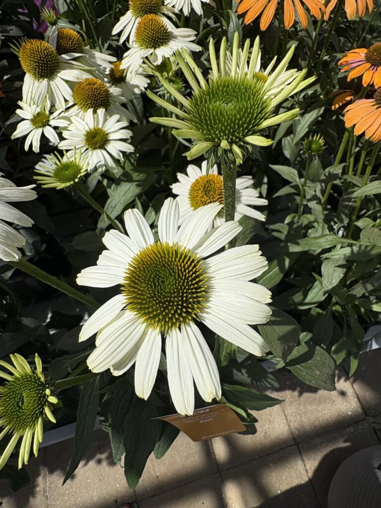 white echinacea flowers