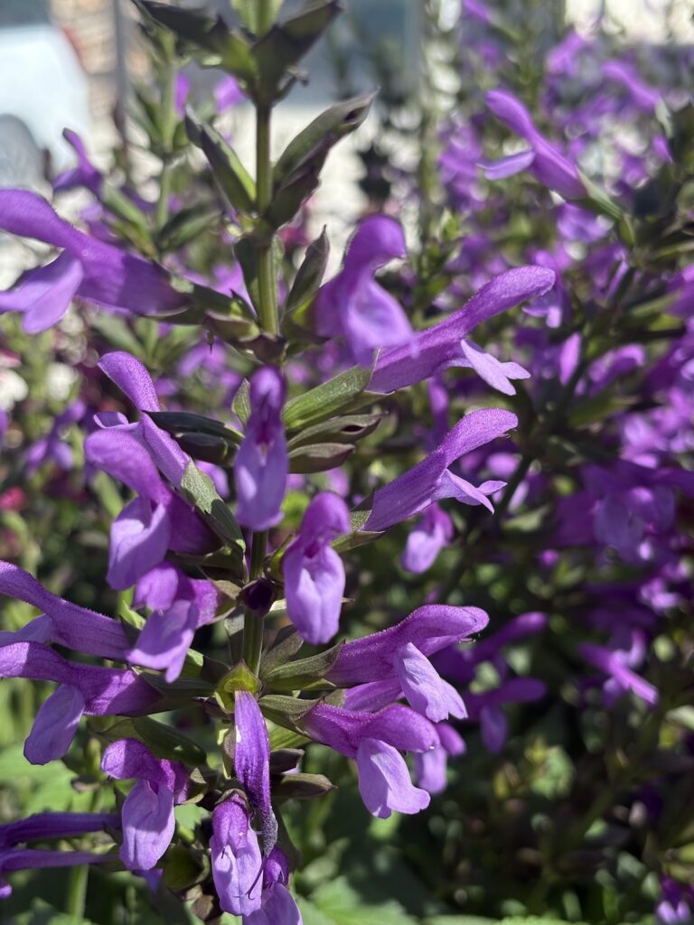 purple salvia flowers