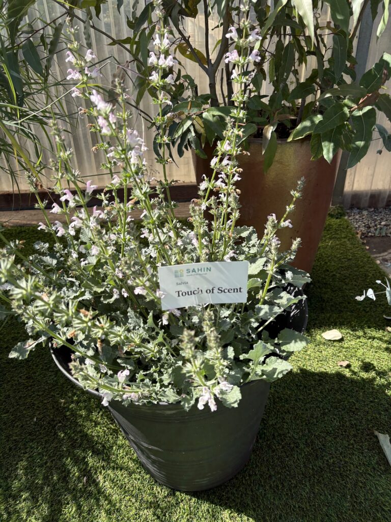 potted salvia plant