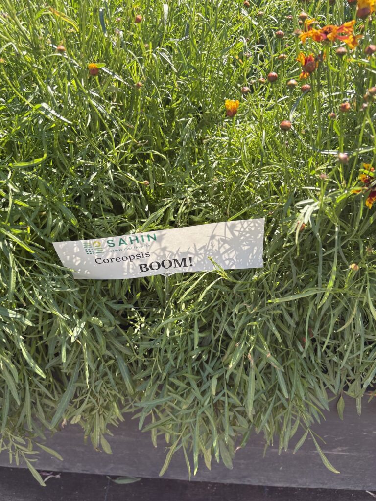 coreopsis plant with flowers buds