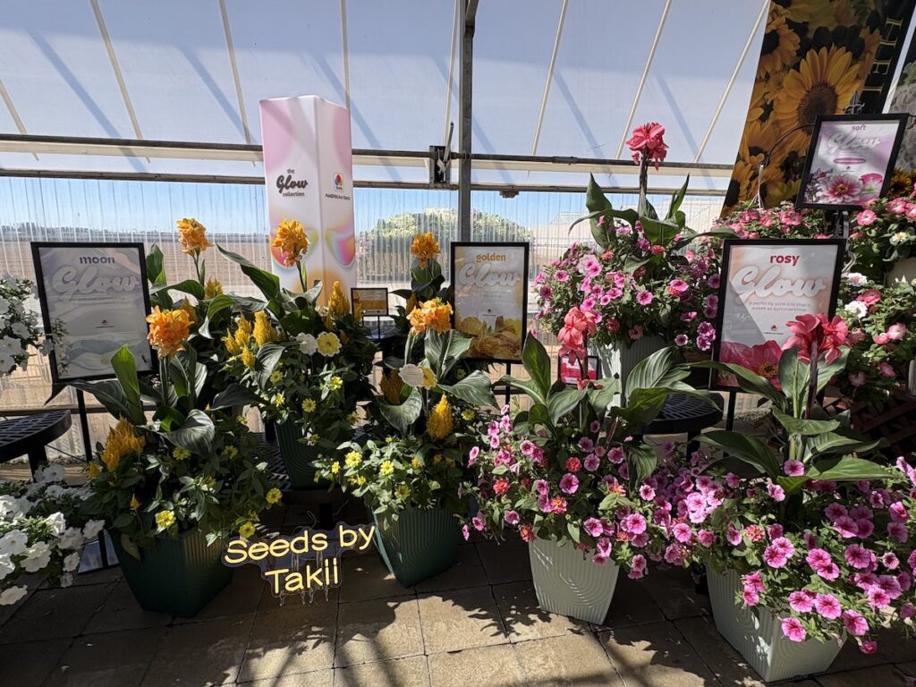 display of flowering plants