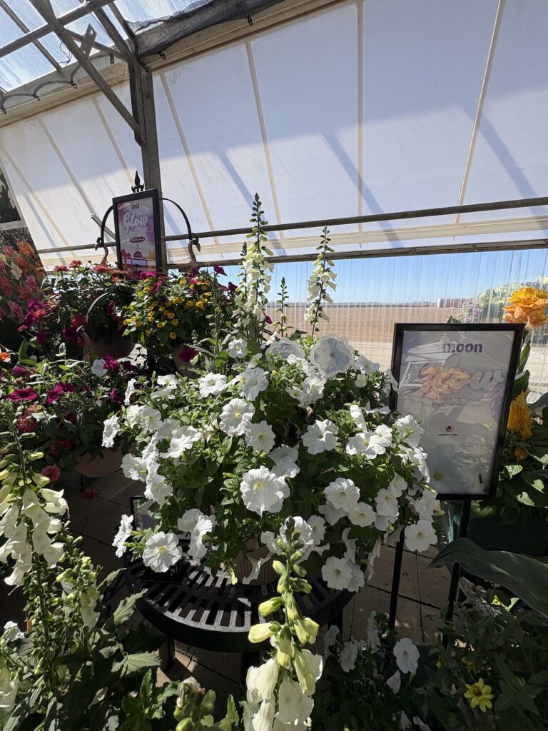 display of flowering plants