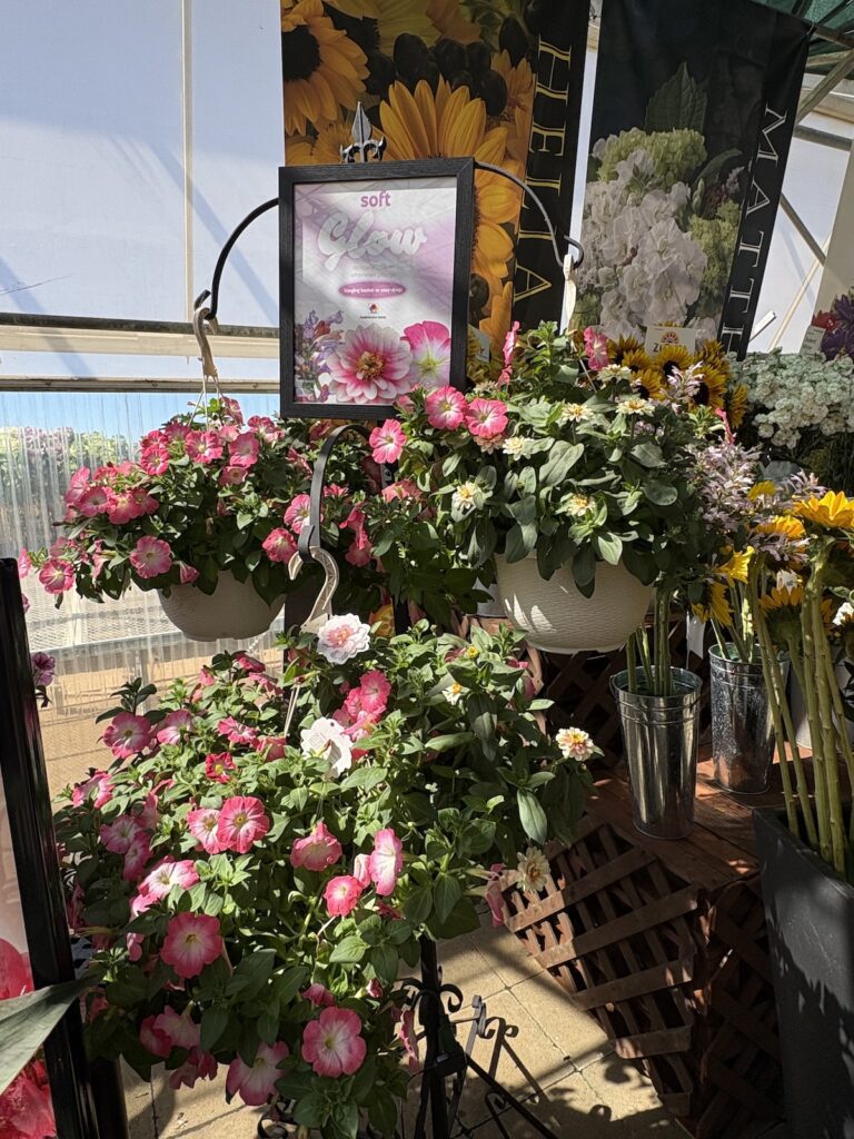 display of flowering plants