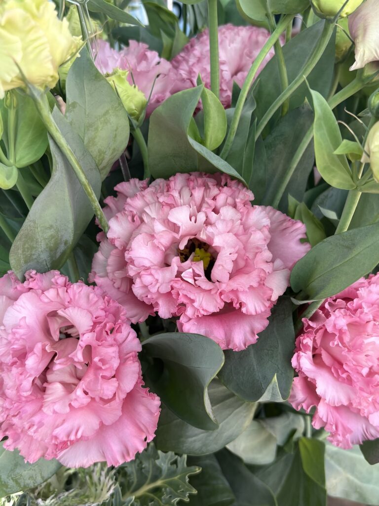 pink lisianthus flowers