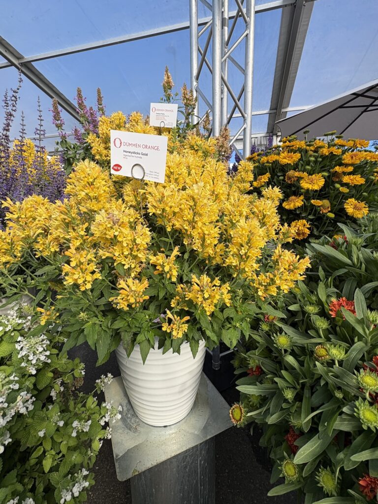 potted yellow blooming agastache