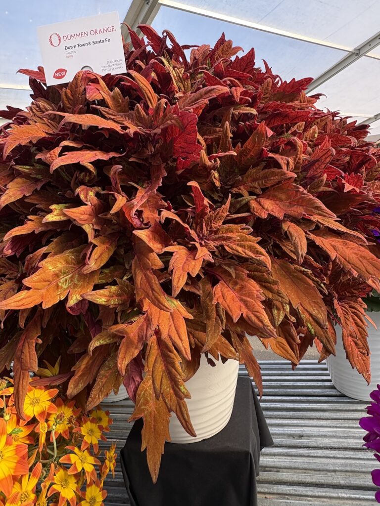 orange-red colored coleus