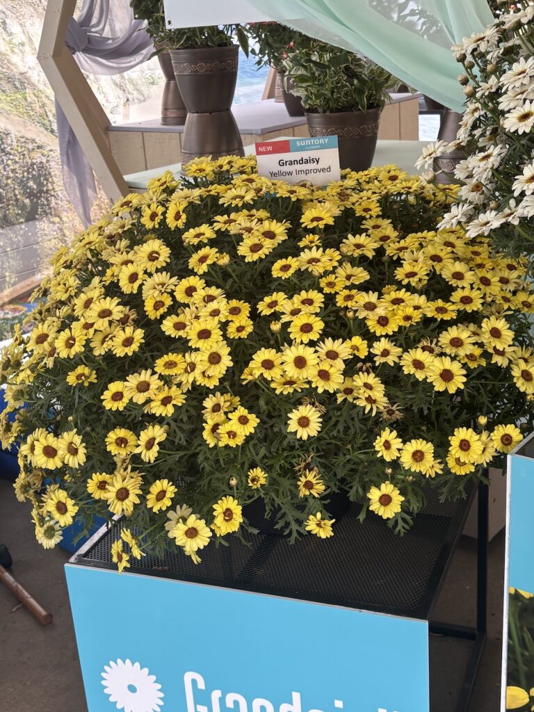 potted yellow daisy
