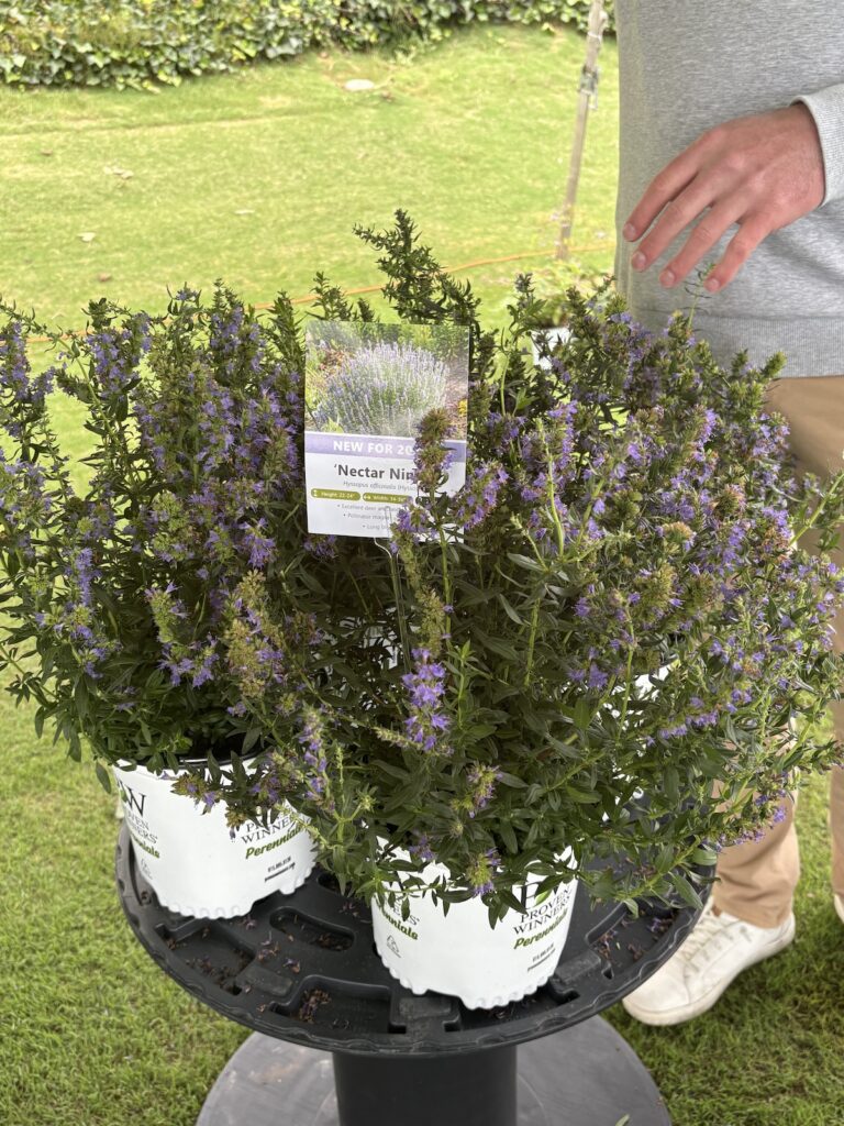 potted plants on a table
