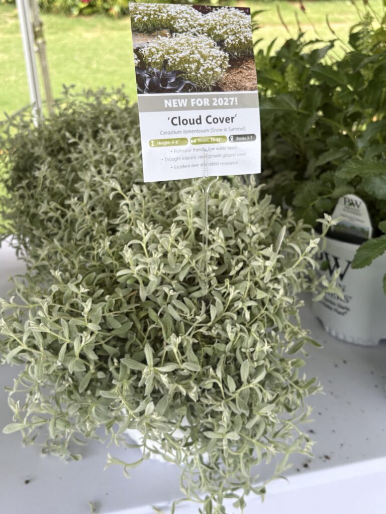 potted cerastium plant