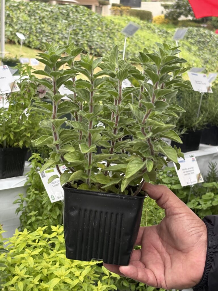 potted oregano