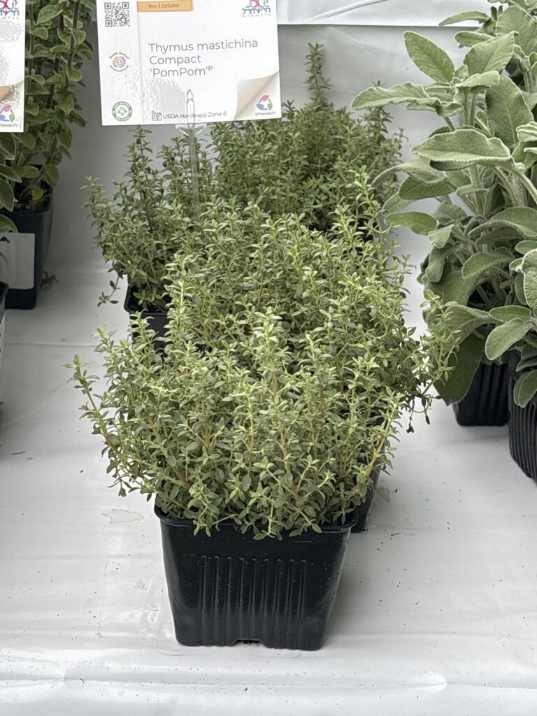 potted thyme plant