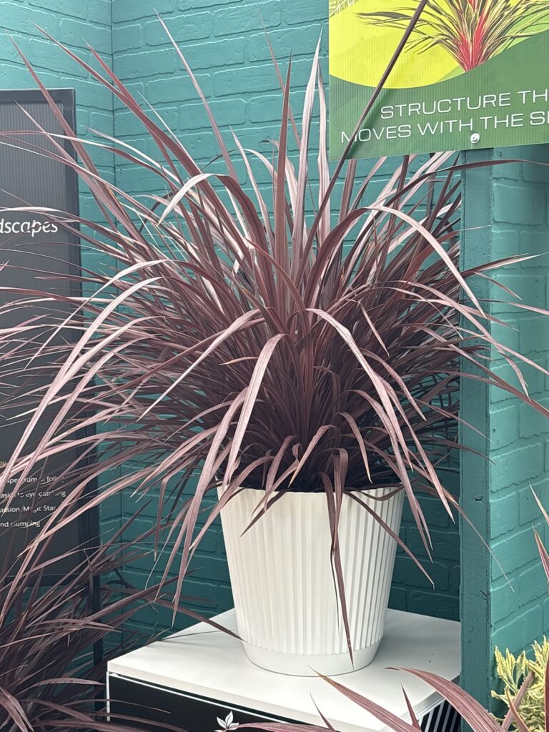 potted cordyline