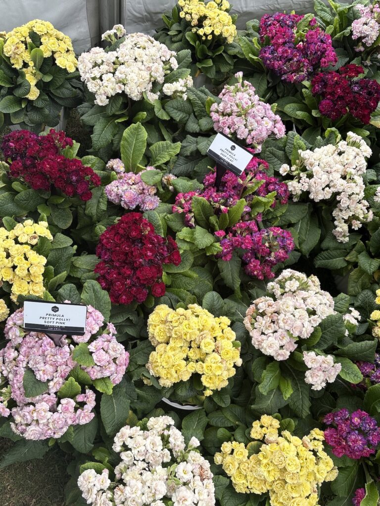 blooming primula in pink red and yellow
