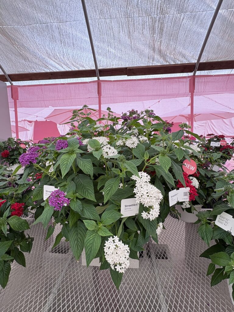 display of white and pink pentas