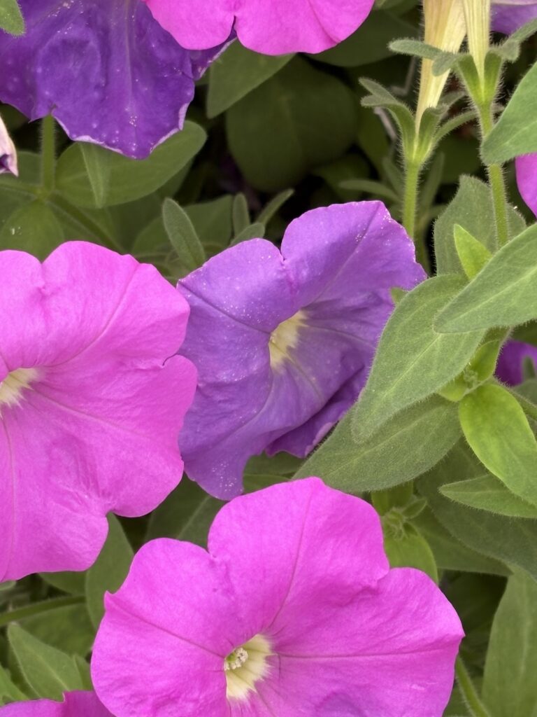 pink and purple petunia flowers