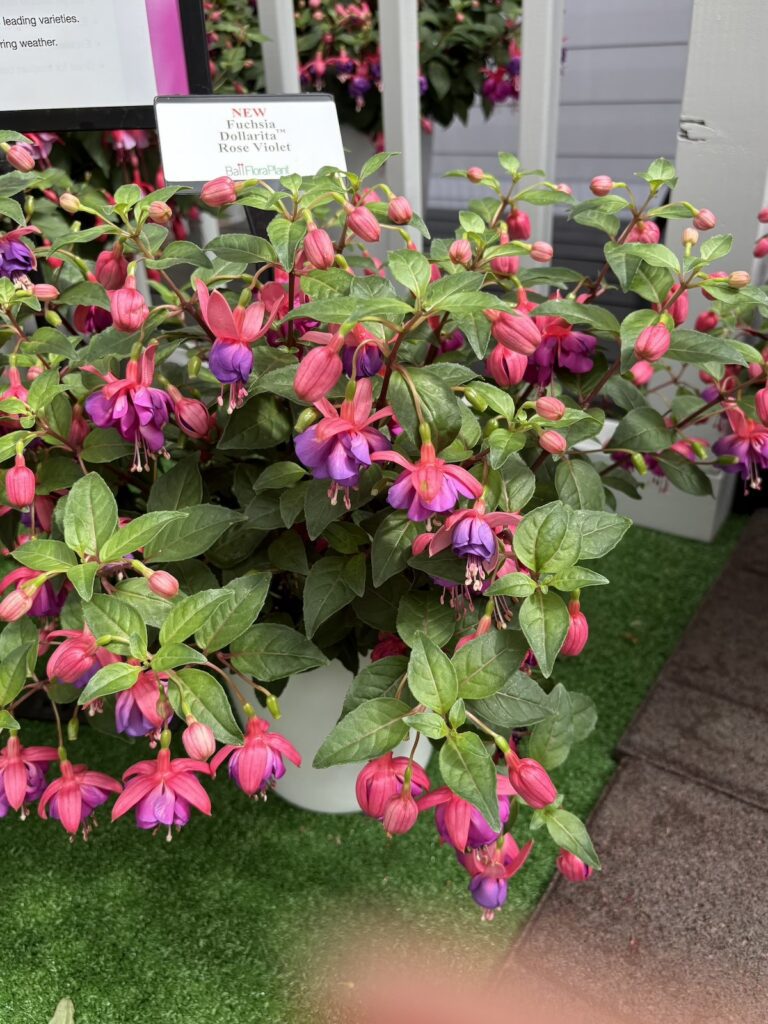 potted pink and purple fuchsia