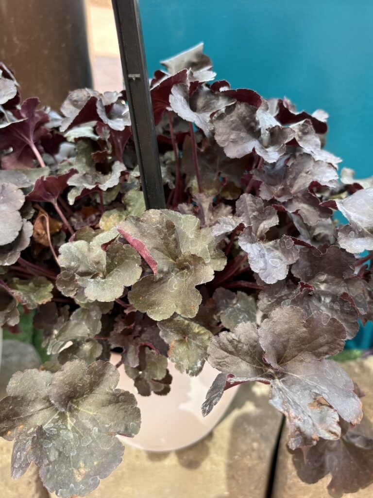 dark-leaved heuchera