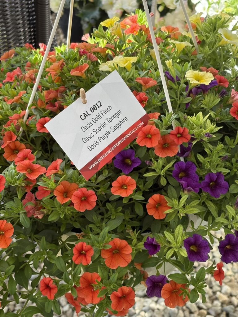 red, purple and yellow calibrachoa