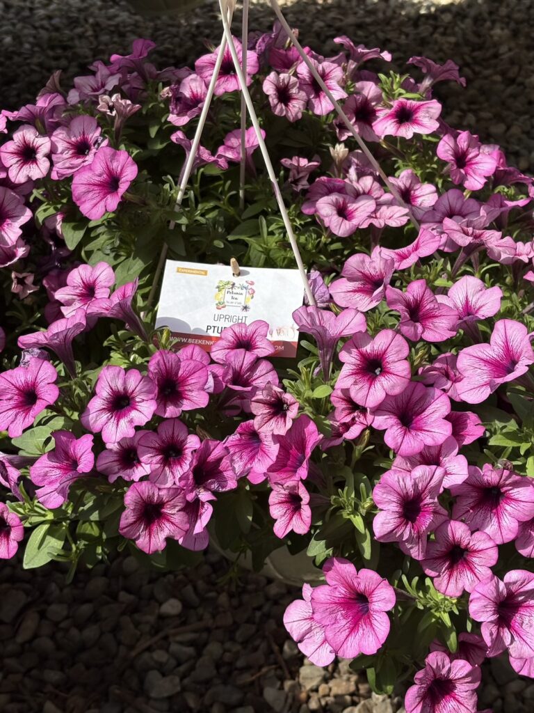 pink petunias with darker pink veining