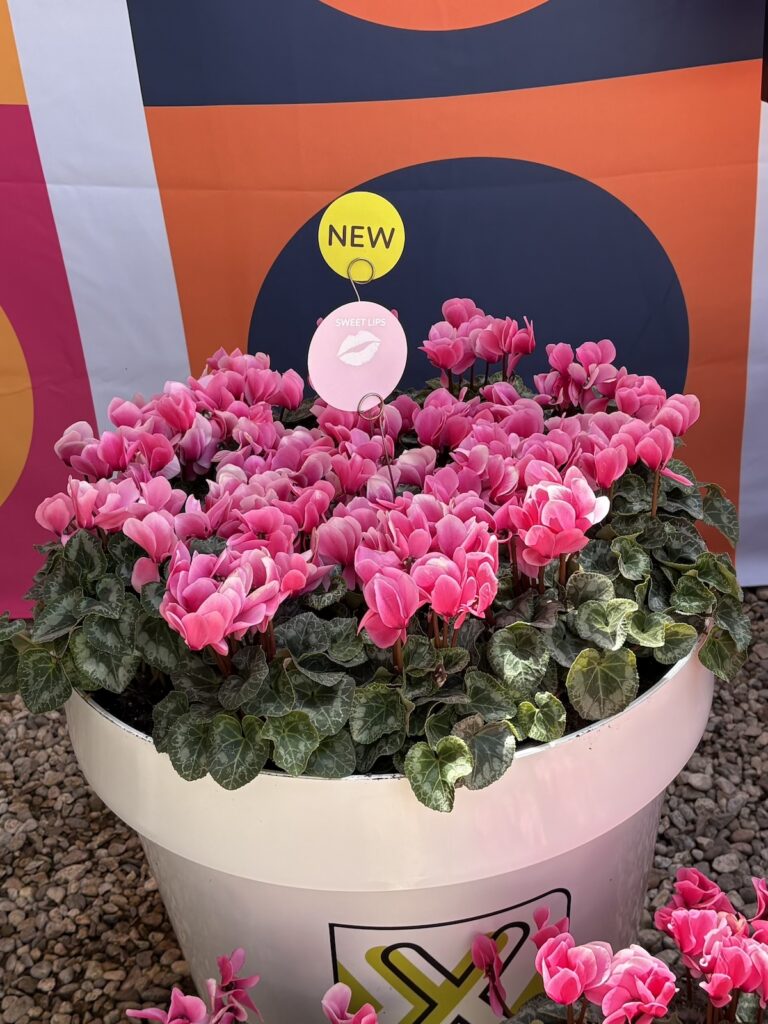 potted pink cyclamen