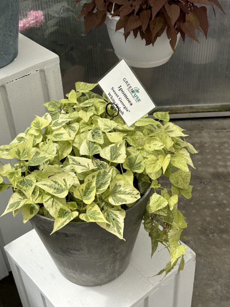 variegated sweet potato vine