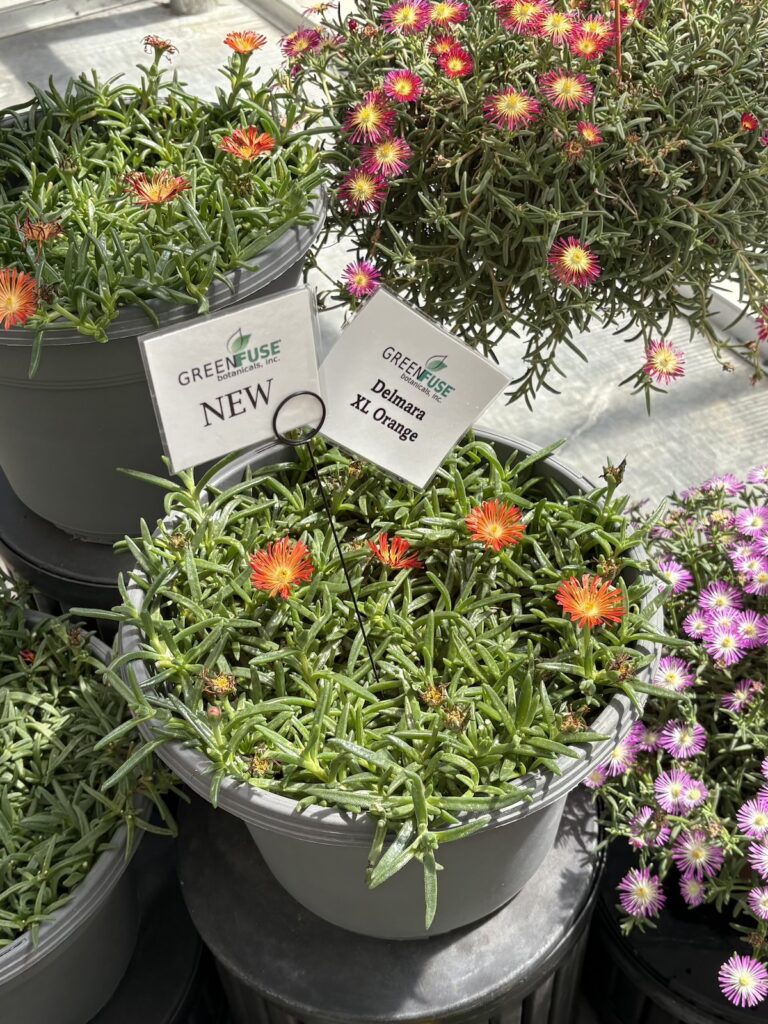 potted delosperma with orange flowers