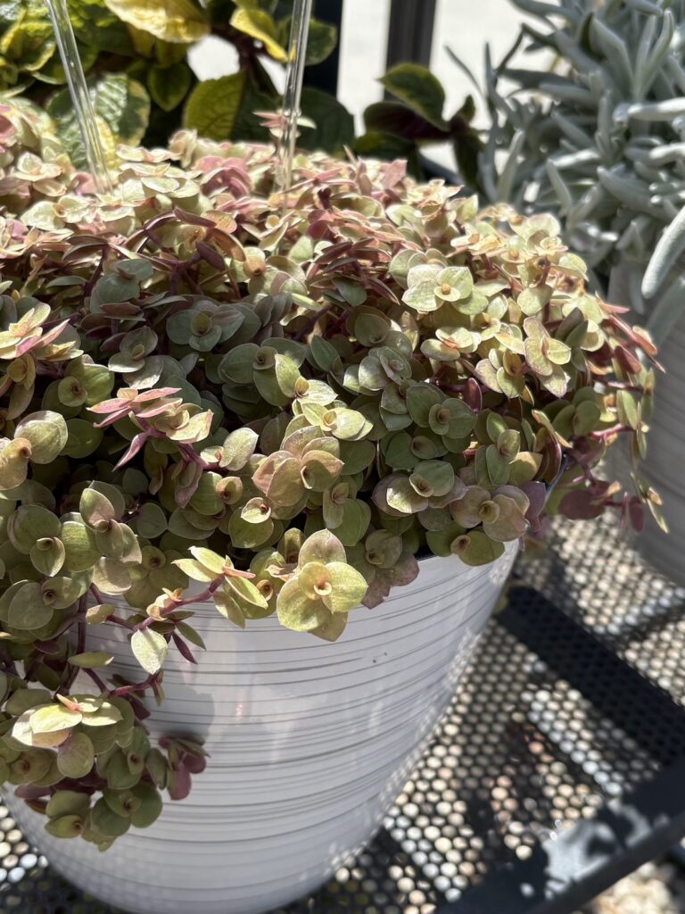 Callisia 'FanciFillers Dragon Scales' in a white pot