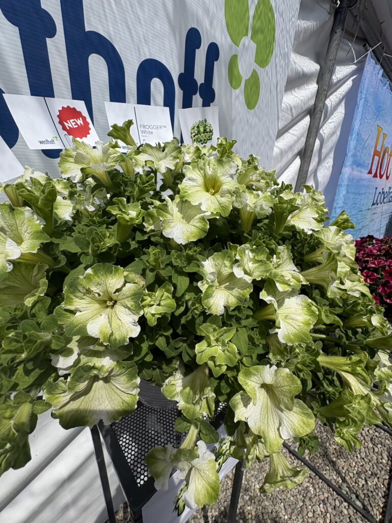 green petunia flowers