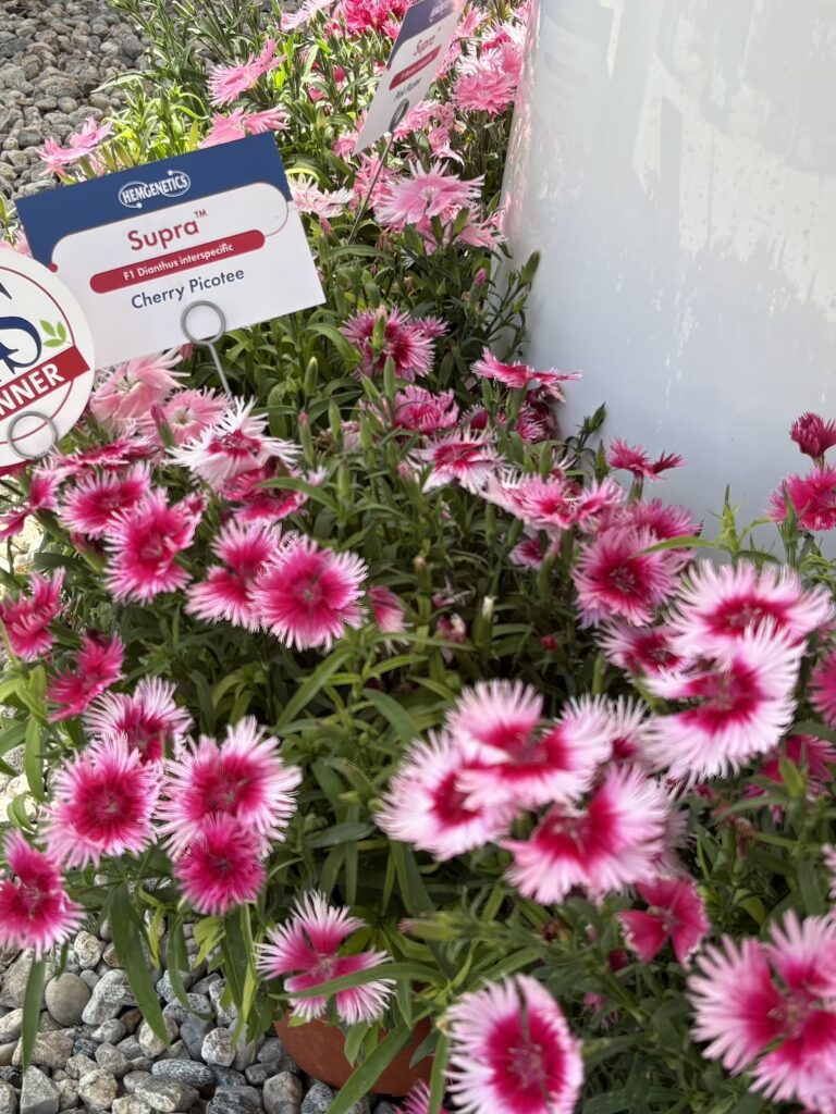 light pink dianthus with dark pink center