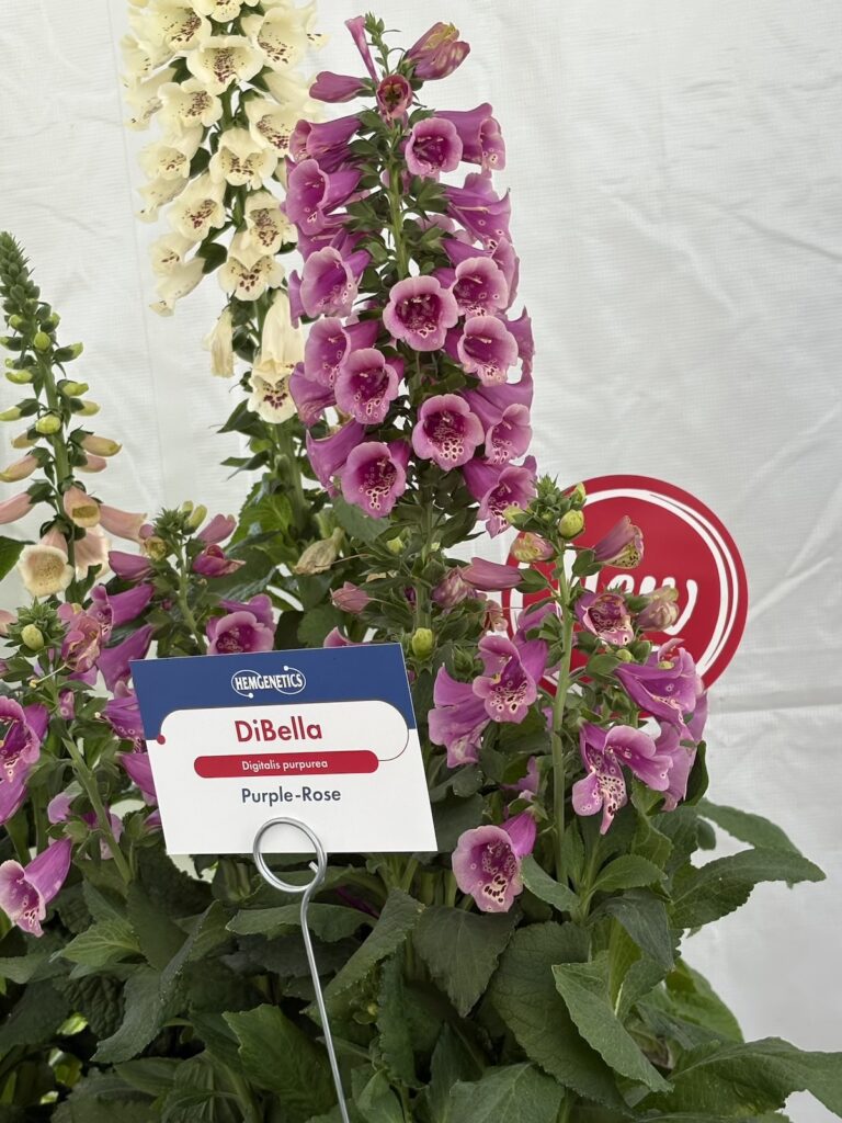 pink digitalis