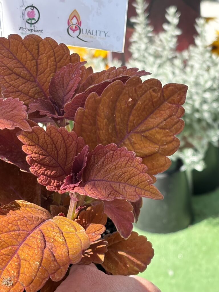 purple brown coleus