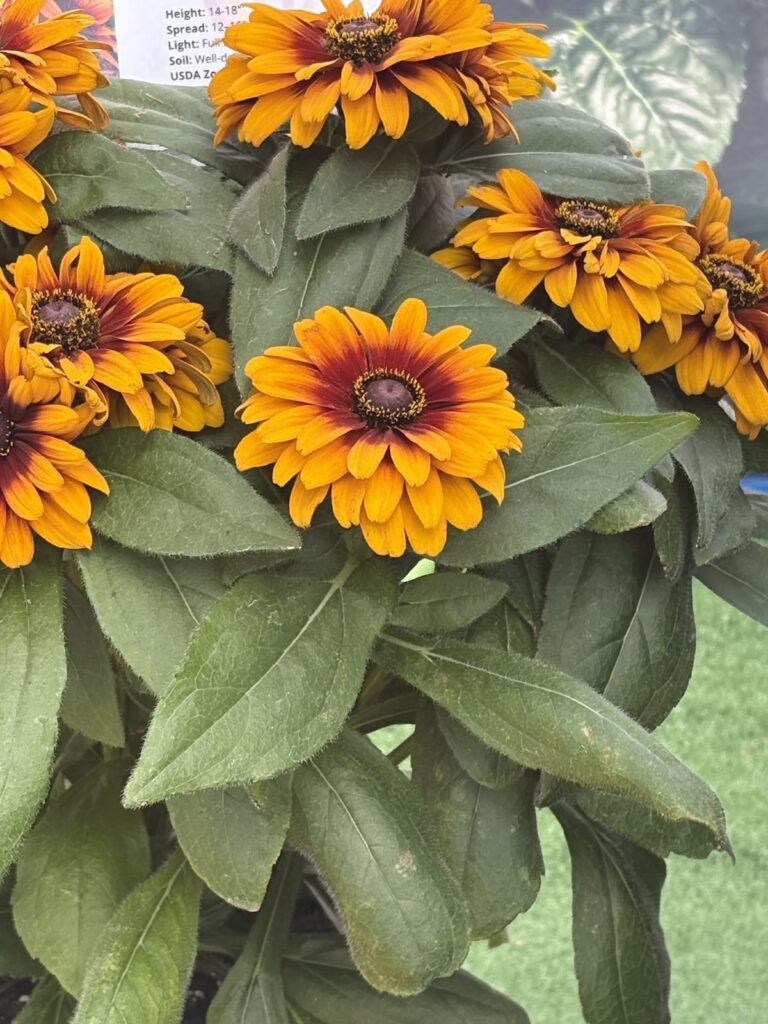 small orange rudbeckia flowers