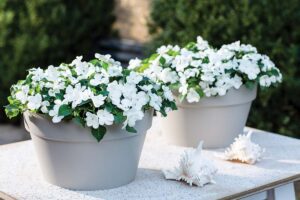 potted white blooming impatiens