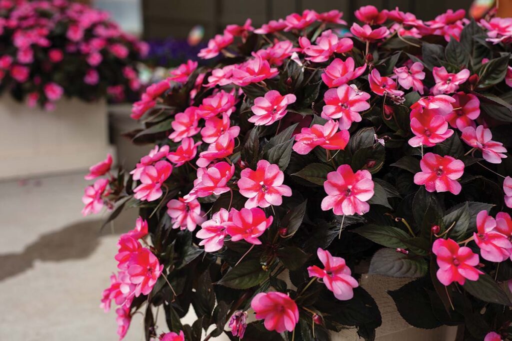 reddish pink impatiens
