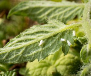 2026 Pest & Disease Survey Report