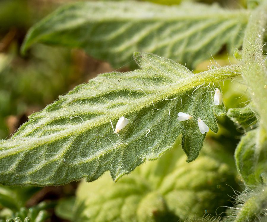 2026 Pest & Disease Survey Report