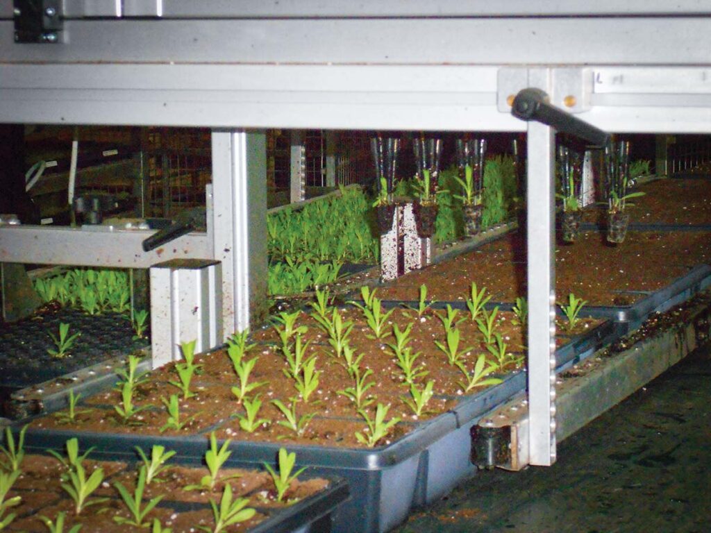 black soil trays with small plantlets on the plugs on a conveyor belt of an automation machine