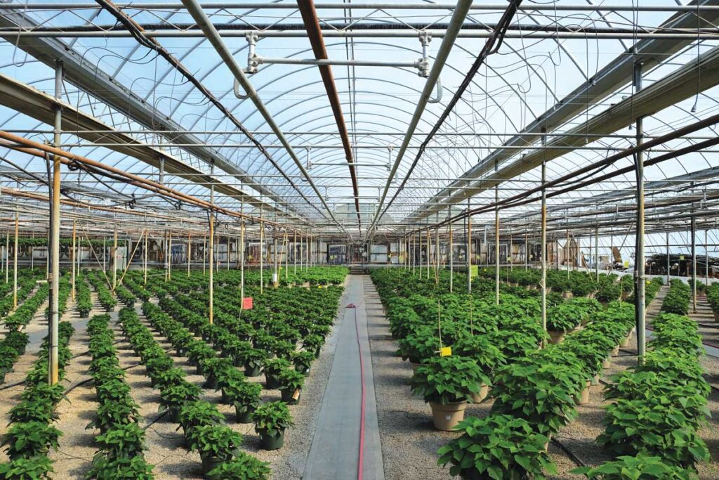 potted poinsettia in a greenhouse