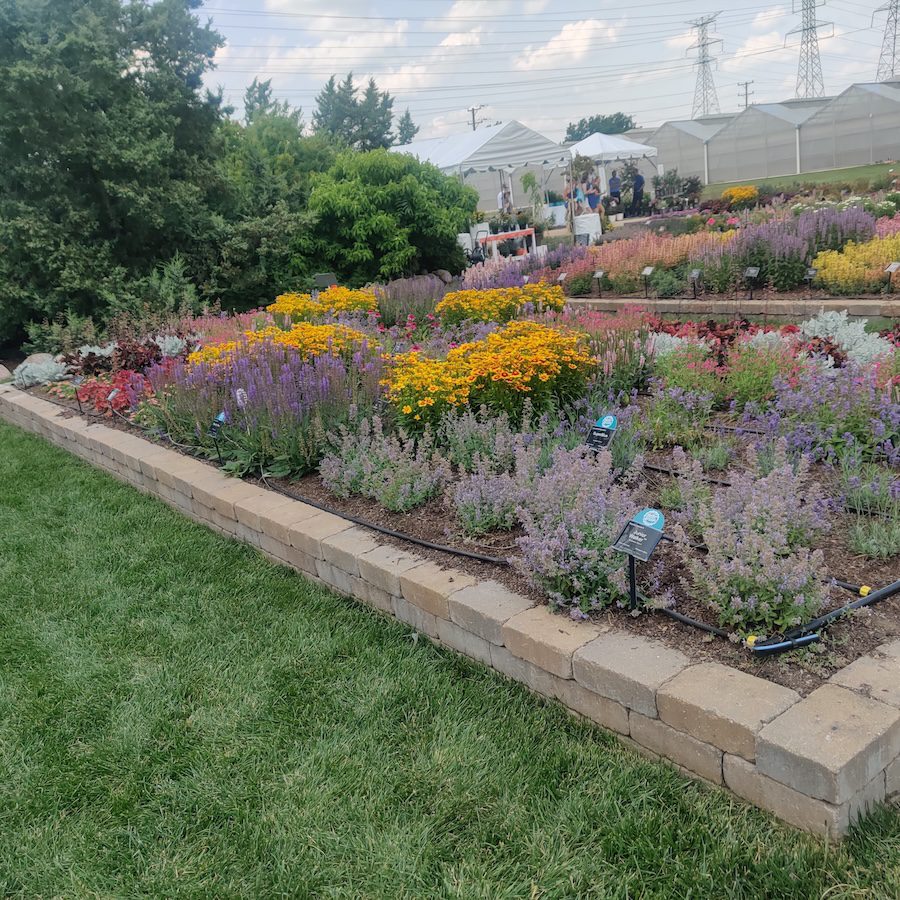 Darwin Perennials Day returns June 17 in West Chicago