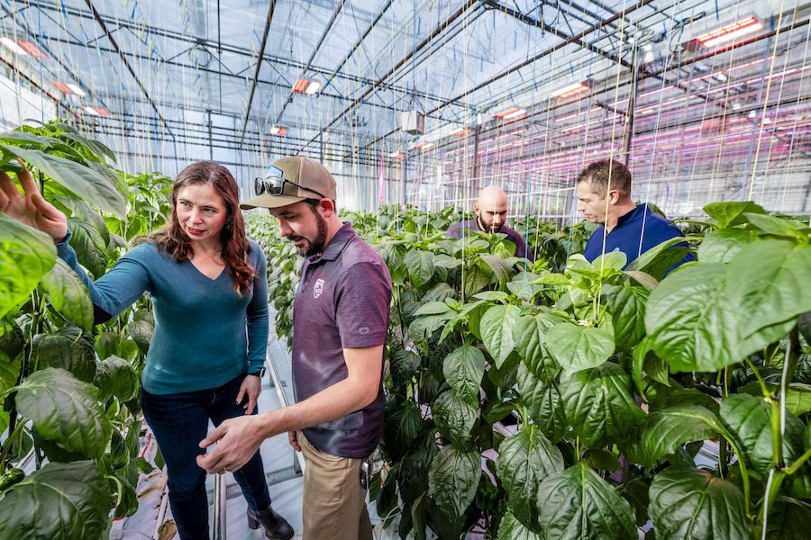 UBC, Signify test dynamic LED lighting for year-round pepper growing